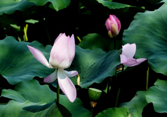 “荷”你相約！明湖賞荷正當(dāng)時(shí)