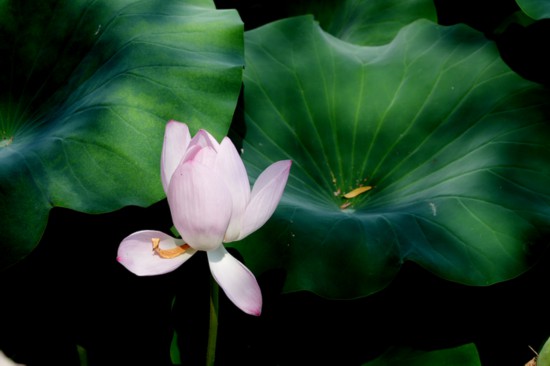 “荷”你相約！明湖賞荷正當(dāng)時(shí)