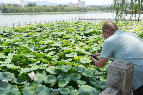 “荷”你相約！明湖賞荷正當(dāng)時(shí)