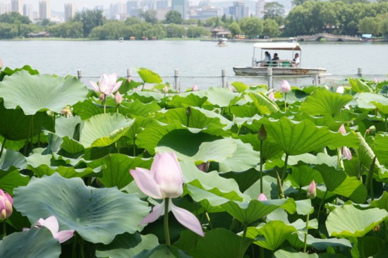 “荷”你相約！明湖賞荷正當(dāng)時(shí)