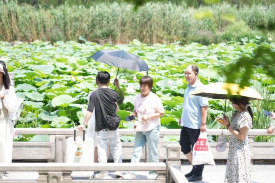 “荷”你相約！明湖賞荷正當(dāng)時(shí)