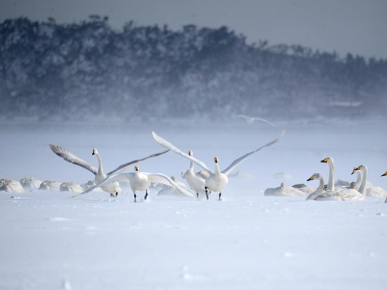 2023年1月27日，山東榮成，大天鵝在天鵝湖畔的繽紛大雪中翩翩起舞。圖源：視覺(jué)中國(guó)