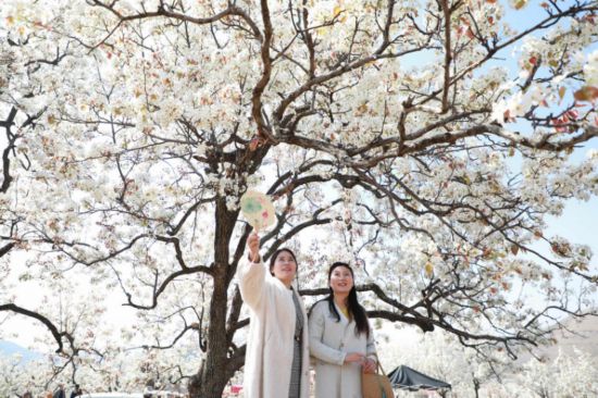 2025年4月1日，在山東省臨沂市沂南縣馬牧池鄉(xiāng)西寺堡村的百年梨園內(nèi)，游客正在觀賞梨花。